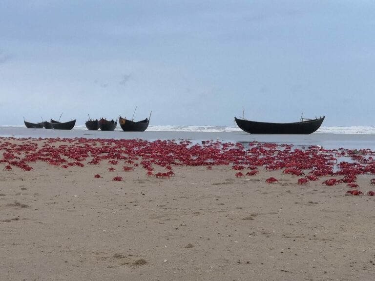 Lal Kankra Beach – 4.4 Km(9 min approx)